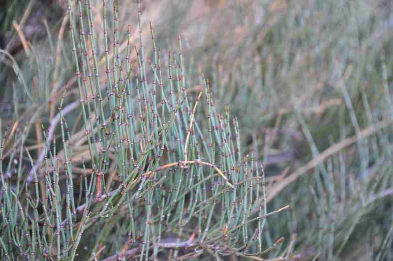 Ephedra major  (=Ephedra nebrodensis) / Efedra nebrodense